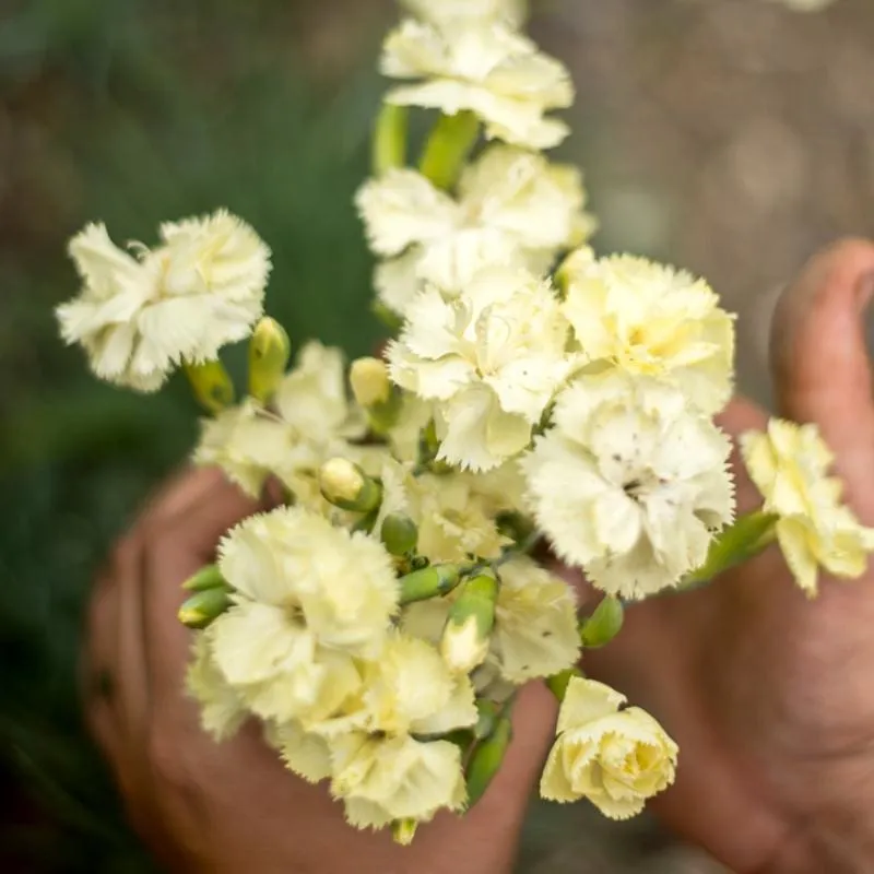 Lemon Fizz Dianthus