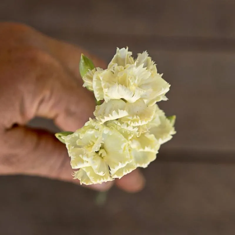 Lemon Fizz Dianthus